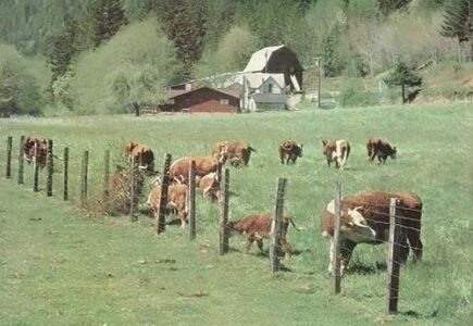 Raising Grass-Fed Beef Image